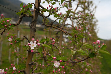 alberi mele in fiore 