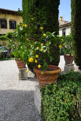 Fototapeta na wymiar Lemon tree