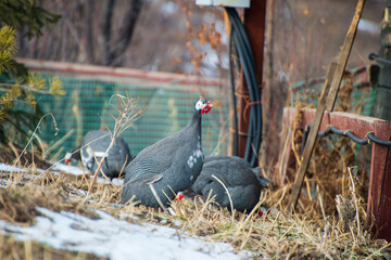 guinea fowl on the farm
