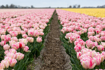 Foxtrot pink yellow double tulip field blooming in full swing in North Holland, the Netherlands