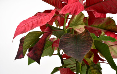 Red poinsettia Christmas plant with isolated white background. It is well known for its red and green foliage.