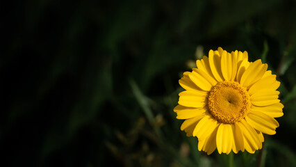 yellow flower in the garden, in green background