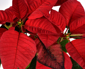 Red poinsettia Christmas plant with isolated white background. It is well known for its red and green foliage.