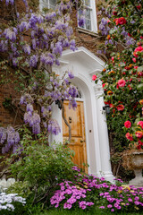 Fototapeta na wymiar Beautiful wisteria and a rose bush near an old house. Spring. Holland Park, London. England