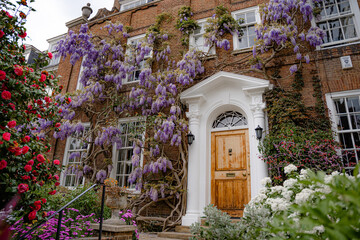 Beautiful blooming garden with wisteria and a rose bush near an old house. Spring. Holland Park,...