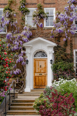 Beautiful wisteria and a rose bush in garden near  an old house. Spring. Holland Park, London. England
