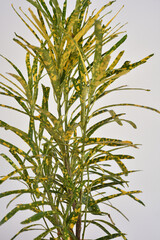 Green and yellow houseplant for decoration isolated on white.