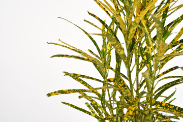 Green and yellow houseplant for decoration isolated on white.