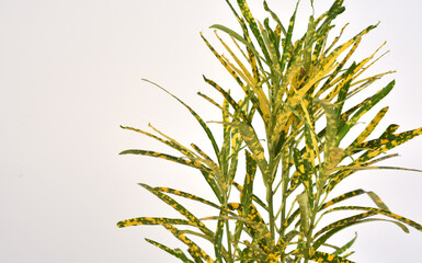 Naklejka premium Green and yellow houseplant for decoration isolated on white.