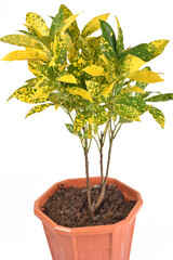 Green and yellow houseplant for decoration isolated on white.