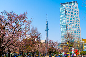 Obraz premium 東京スカイツリー 錦糸公園 桜