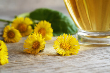 Fresh blooming coltsfoot or Tussilago medicinal plant with herbal tea in the background