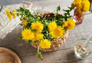 Whole dandelion plants in a basket with dried root in a mortar