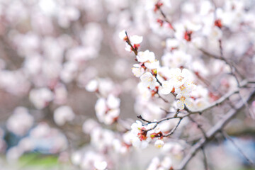 Spring botanical floral background. Apricot flower. White delicate flowers on a tree. Empty place.