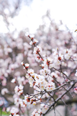 Spring botanical floral background. Apricot flower. White delicate flowers on a tree. Empty place.