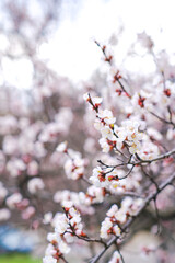 Spring botanical floral background. Apricot flower. White delicate flowers on a tree. Empty place.