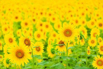 field of sunflowers