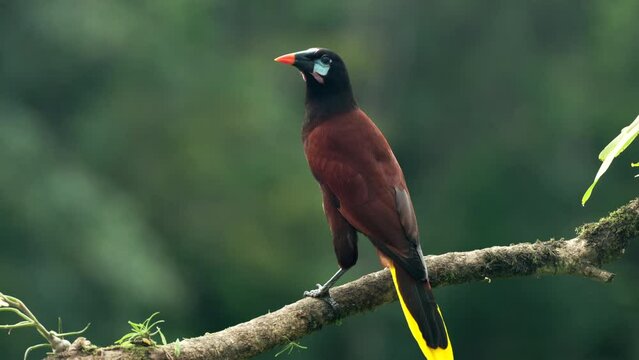 a rear view of a montezuma oropendola perched on a branch at boca tapada in costa rica