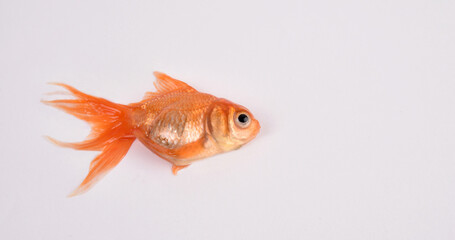 Gold Fish Isolated on White Background