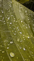 water drops on leaf