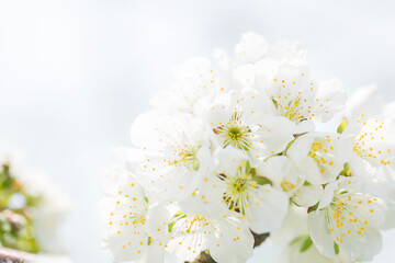 white cherry blossom