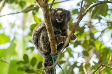 Sagui Monkey in the forest looking at the camera