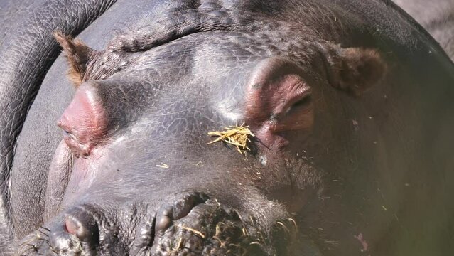Close up of relaxing Hippo Animal with closed eyes outside in sunlight - Small Flies flying around and spite