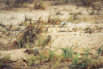 small bird