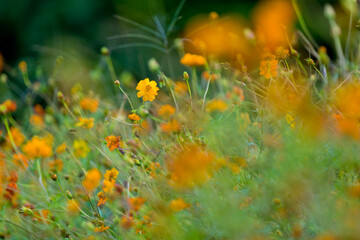 Fototapeta na wymiar grass and flowers