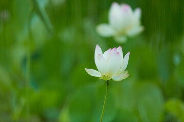 pink lotus flower