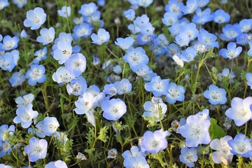 ネモフィラ　ムラサキ科ネモフィラ属　ルリカラクサ