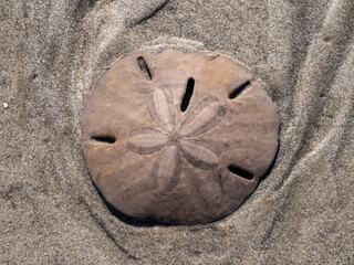 sand dollar on beach