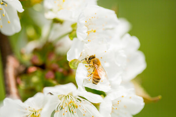bee on a flower
