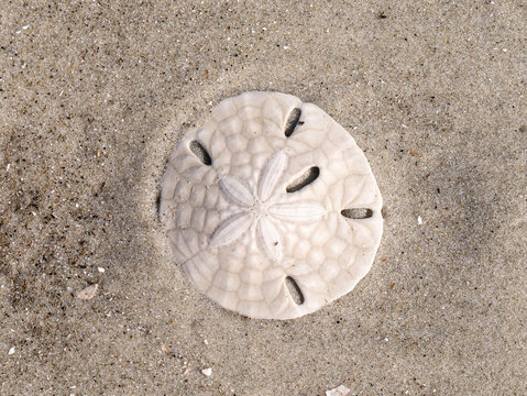 sand dollar on beach