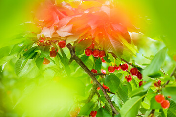 red and green leaves