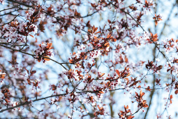 Cherries flowers on blue background, blooming cherry branches closeup, selective focus, blurred focus