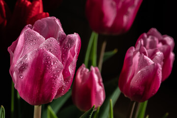 Tulips with dew drops closeup, on a black background, purple tulips