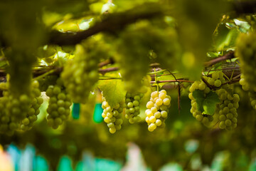 grapes on the vine