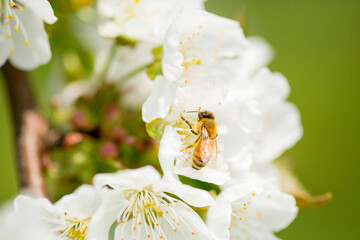 bee on a flower