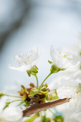 white cherry blossom