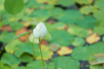 white lotus flower