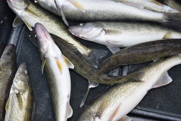 A catch of walleye 