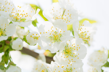 white cherry blossom
