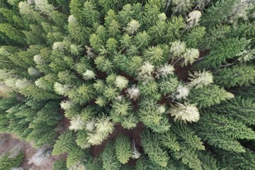 bosco alberi foresta 