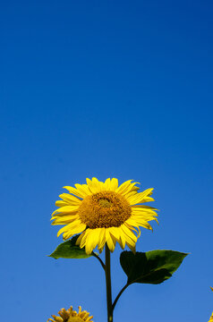 Beautiful image of a sunflower flower with a place for an inscription. (colors of the Ukrainian state flag)
