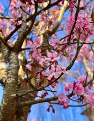 Pink cherry blossom, spring in the UK, Selective focus
