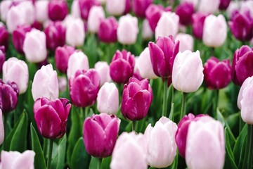 Purple and pink tulips background, selective focus