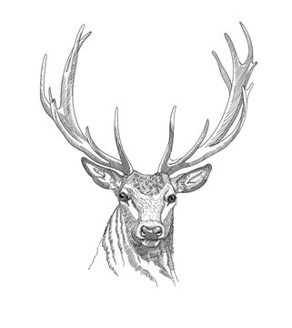 deer image, vector graphics.