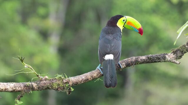 a rear view of a keel-billed toucan perched on a branch at boca tapada in costa rica