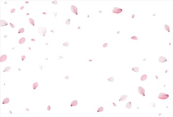 Sakura petals. Cherry petals backdrop